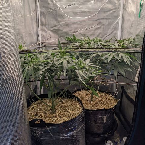 Hammond growlog timeline photo