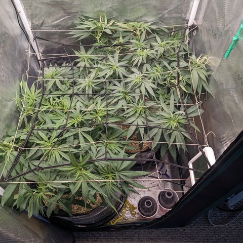 Hammond growlog timeline photo
