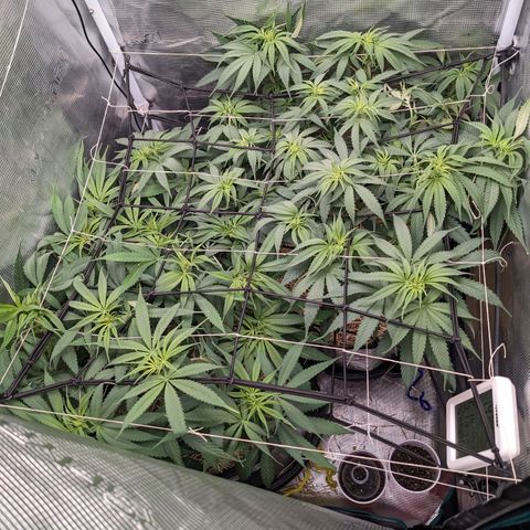 Hammond growlog timeline photo
