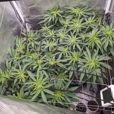 Hammond growlog timeline photo