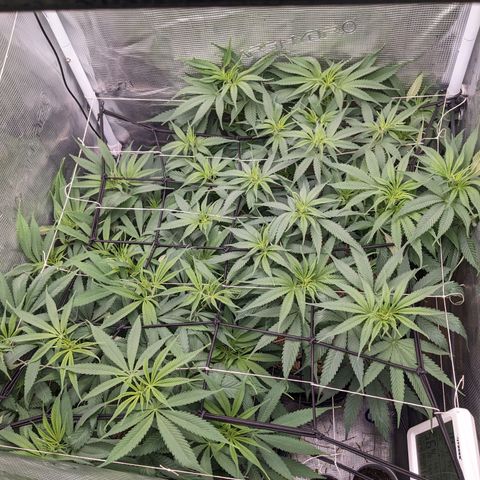 Hammond growlog timeline photo