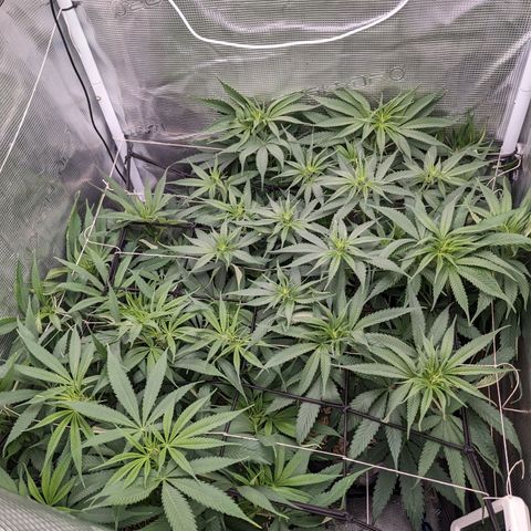 Hammond growlog timeline photo