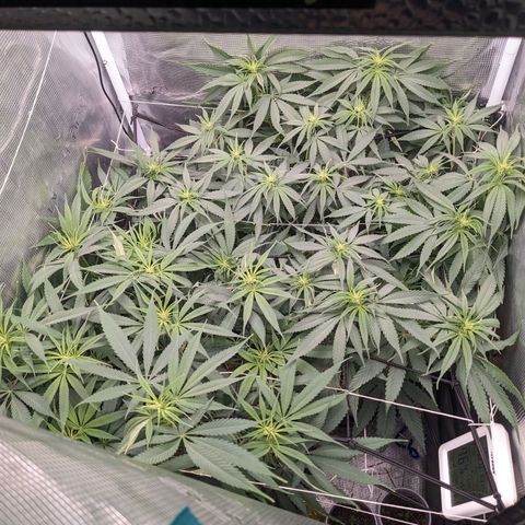 Hammond growlog timeline photo