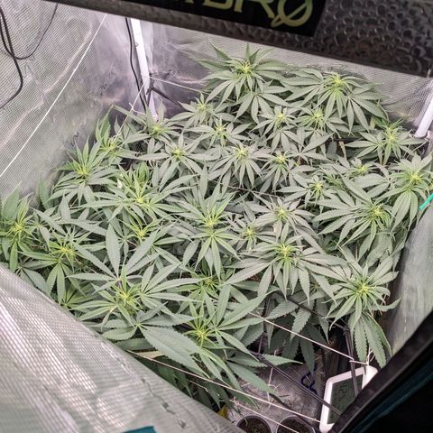Hammond growlog timeline photo
