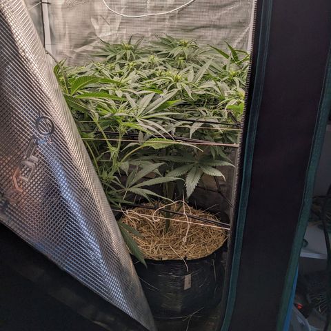 Hammond growlog timeline photo