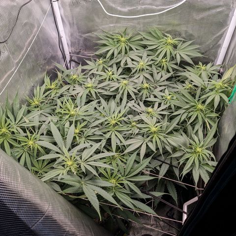Hammond growlog timeline photo