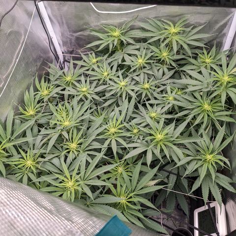 Hammond growlog timeline photo