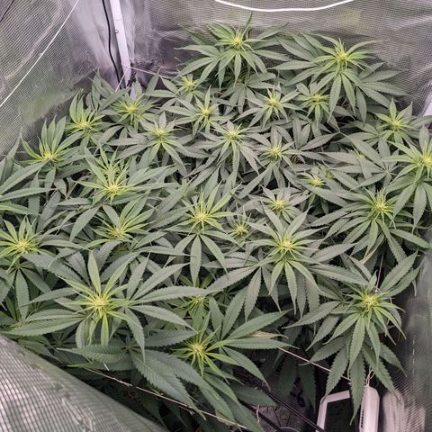 Hammond growlog timeline photo
