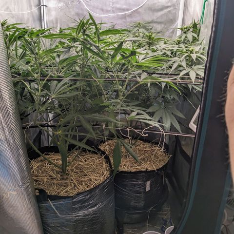 Hammond growlog timeline photo