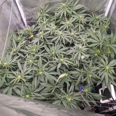 Hammond growlog timeline photo