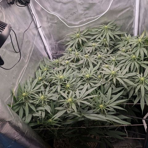 Hammond growlog timeline photo