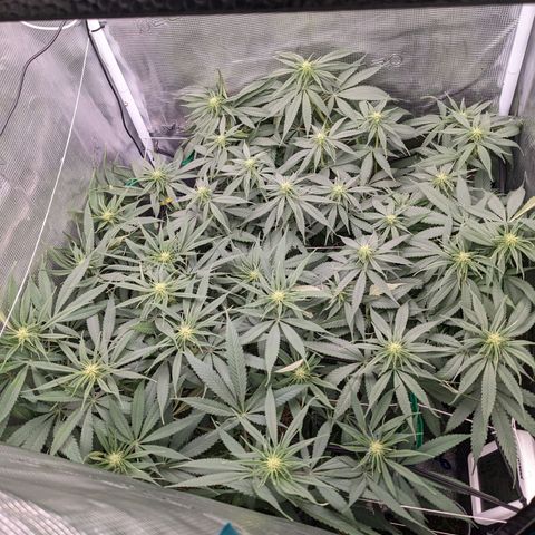 Hammond growlog timeline photo