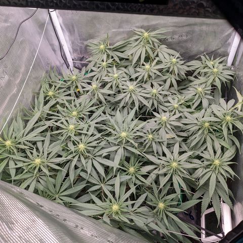Hammond growlog timeline photo