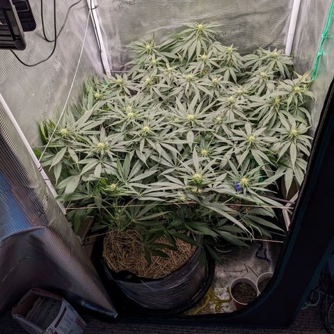 Hammond growlog timeline photo