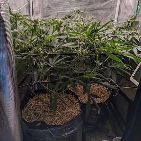Hammond growlog timeline photo