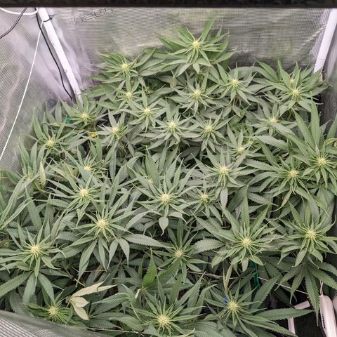 Hammond growlog timeline photo