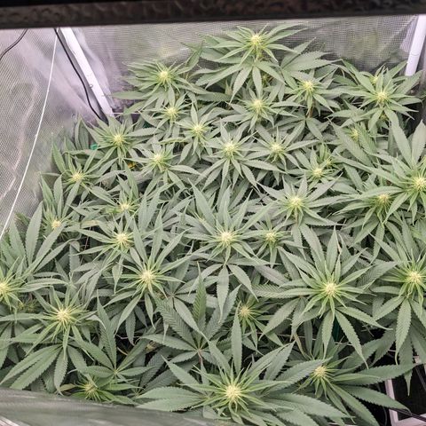 Hammond growlog timeline photo