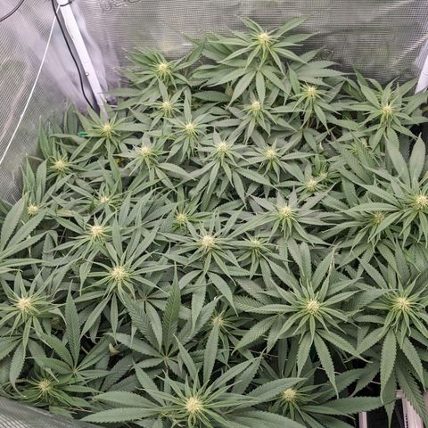 Hammond growlog timeline photo