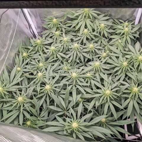 Hammond growlog timeline photo