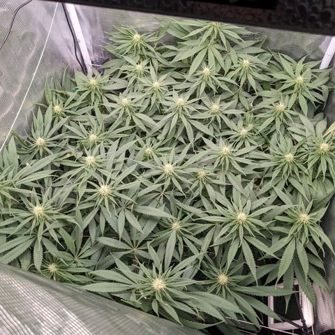 Hammond growlog timeline photo