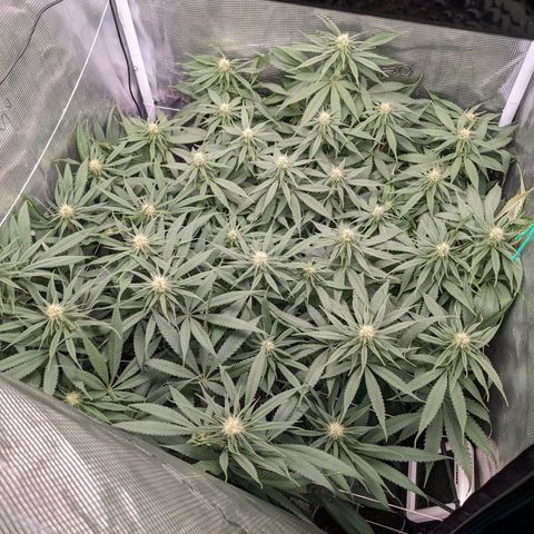 Hammond growlog timeline photo
