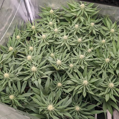 Hammond growlog timeline photo