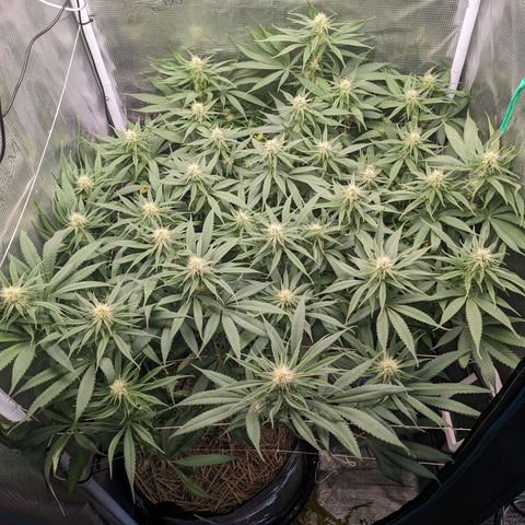 Hammond growlog timeline photo