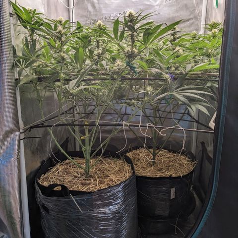 Hammond growlog timeline photo