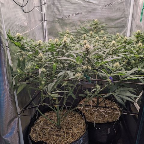 Hammond growlog timeline photo