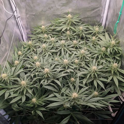 Hammond growlog timeline photo