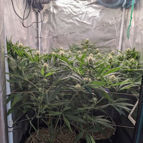 Hammond growlog timeline photo