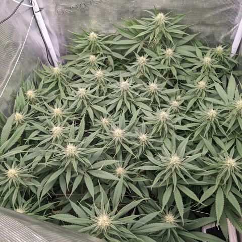 Hammond growlog timeline photo