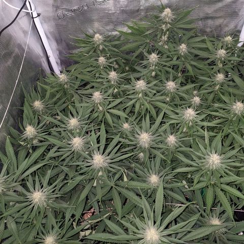 Hammond growlog timeline photo