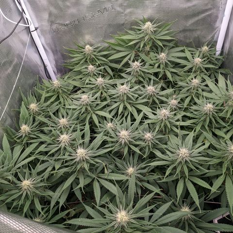 Hammond growlog timeline photo
