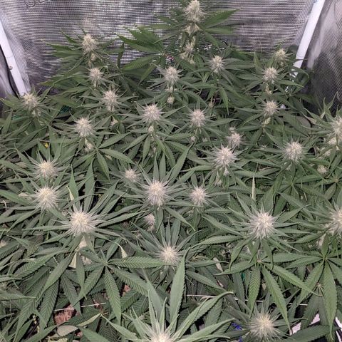 Hammond growlog timeline photo