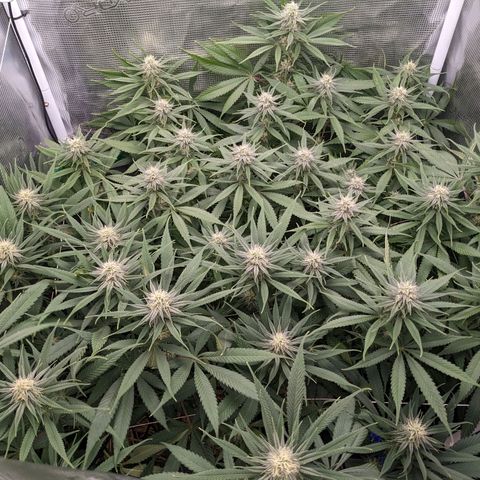 Hammond growlog timeline photo