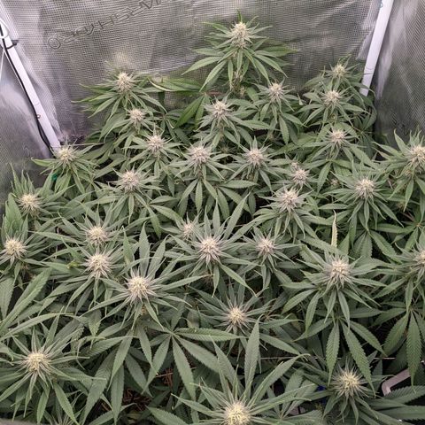 Hammond growlog timeline photo