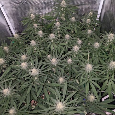 Hammond growlog timeline photo