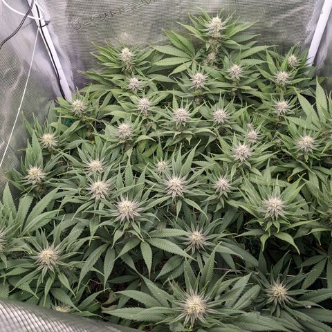 Hammond growlog timeline photo