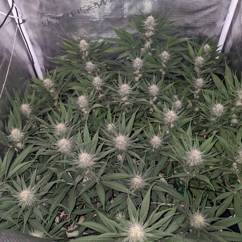 Hammond growlog timeline photo