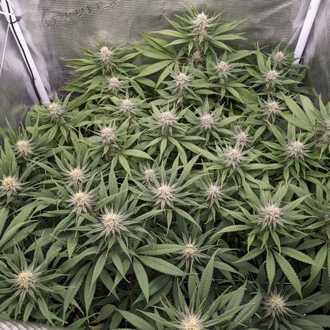 Hammond growlog timeline photo