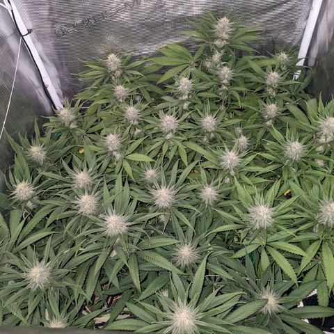 Hammond growlog timeline photo