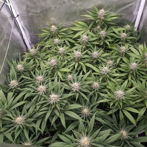 Hammond growlog timeline photo