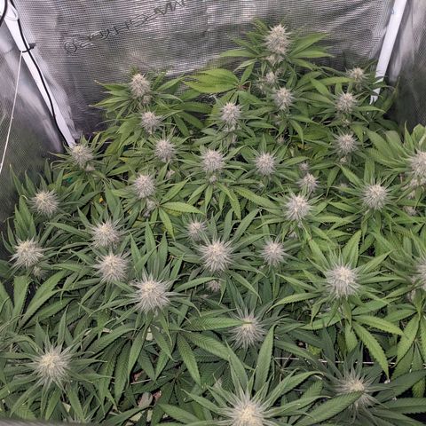 Hammond growlog timeline photo