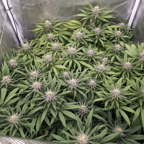 Hammond growlog timeline photo