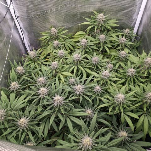 Hammond growlog timeline photo