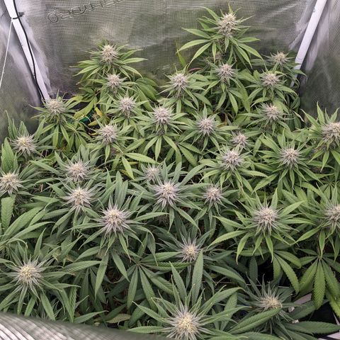 Hammond growlog timeline photo