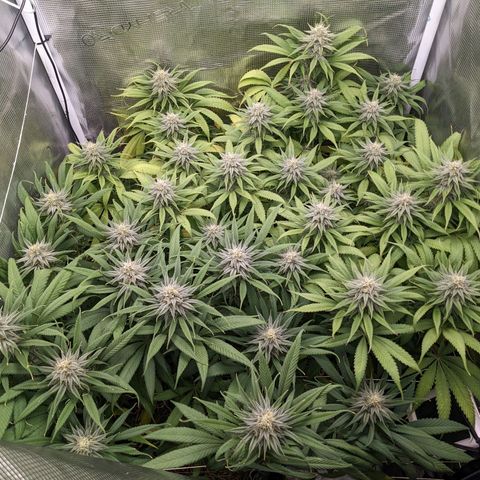 Hammond growlog timeline photo