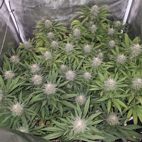 Hammond growlog timeline photo