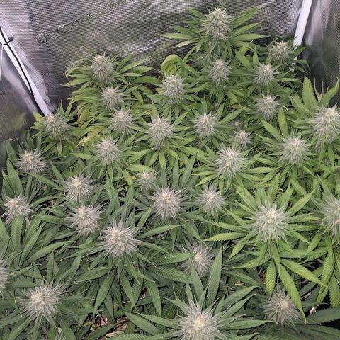 Hammond growlog timeline photo